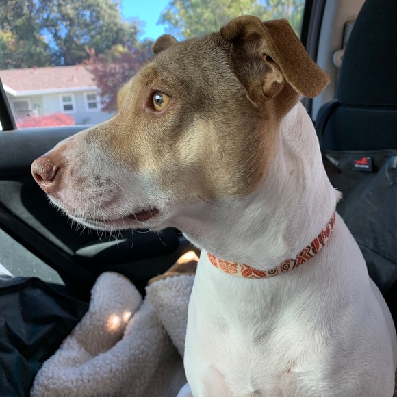 Meet your Posher, Olivia - Picture 6 of 11